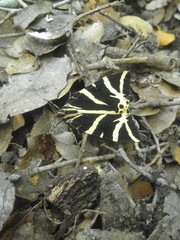 Euplagia quadripunctaria fulgida