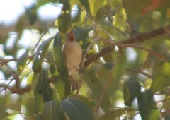 Ptilotula flavescens