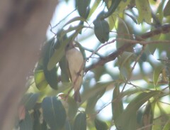 Ptilotula flavescens