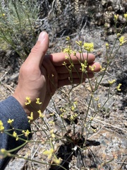 Eriogonum strictum