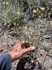 Eriogonum strictum