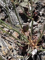 Eriogonum strictum