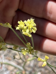 Eriogonum strictum