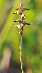 Genoplesium pumilum