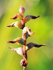 Genoplesium pumilum