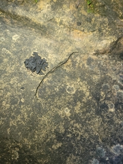 Lathagrium fuscovirens