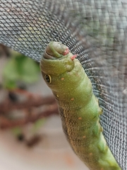 Hippotion celerio