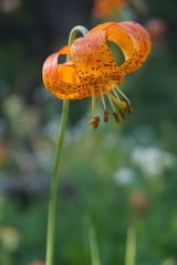 Lilium pardalinum vollmeri