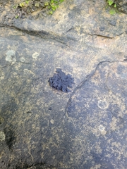 Lathagrium fuscovirens