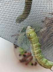 Hippotion celerio