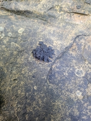 Lathagrium fuscovirens