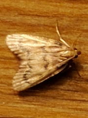 Aglossa disciferalis