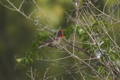 Haemorhous mexicanus
