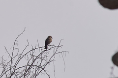 Pyrocephalus rubinus