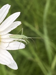 Megaloceroea recticornis