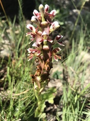 Satyrium sphaerocarpum