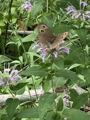 Cercyonis pegala nephele