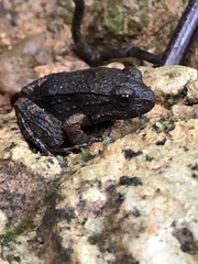 Leptodactylus rhodonotus