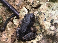Leptodactylus rhodonotus