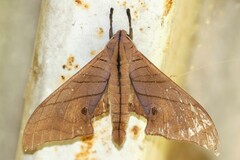 Marumba cristata