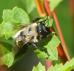 Osmia bucephala