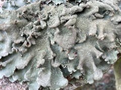 Parmotrema subtinctorium