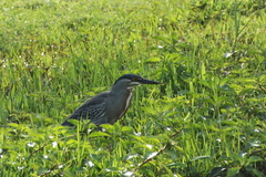 Butorides striata