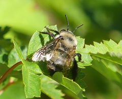 Osmia bucephala