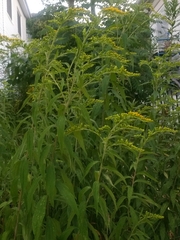 Solidago