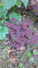 Oxalis stricta rufa