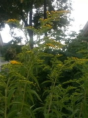 Solidago
