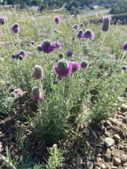 Dalea purpurea