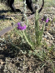 Dalea purpurea
