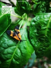 Dycladia correbioides