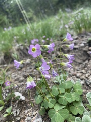 Oxalis alpina