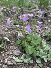 Oxalis alpina