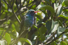 Cynanthus latirostris