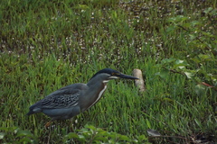 Butorides striata