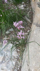Amerallium