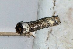 Phalera argenteolepis