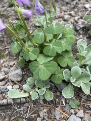 Oxalis alpina