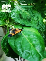Dycladia correbioides