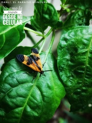 Dycladia correbioides