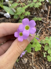Oxalis alpina