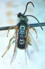 Halictus hesperus