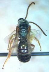 Halictus hesperus