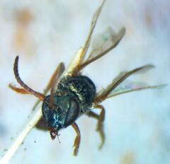Halictus hesperus