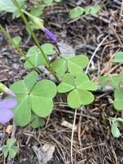 Oxalis alpina