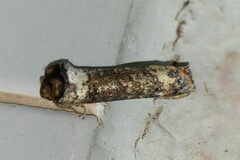 Phalera argenteolepis