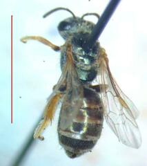 Halictus hesperus